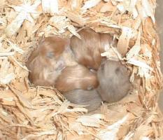 Babies from Agouti Yellow at 16 days