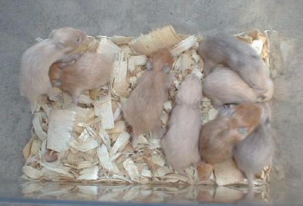 Pictures of Agouti Yellow Litter at 16 days