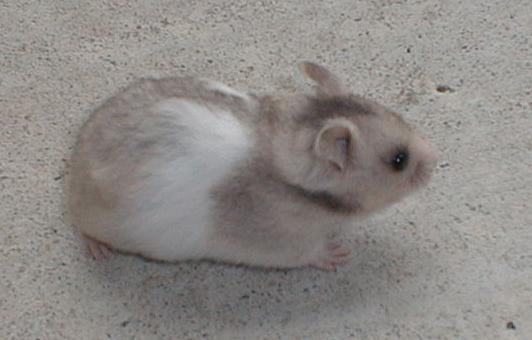 Short Haired Light Gray Banded Syrian Male