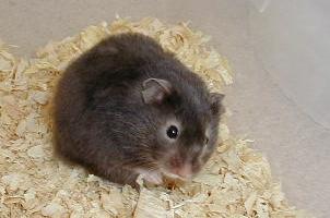 Sable Syrian Hamster