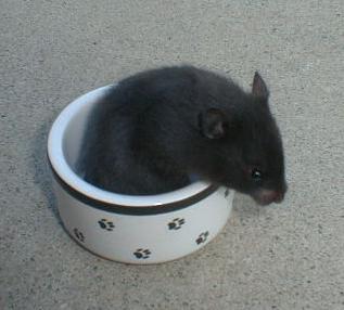 syrian black bear hamster