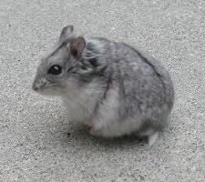 Mock Chinchilla Campbells