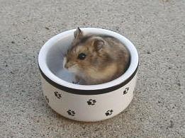 Normal Dwarf
