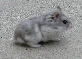 Mock Chinchilla Opal Campbells