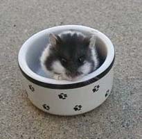 black and white dwarf hamster