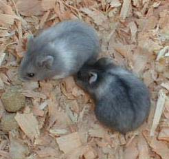 Silvering Black and Blue Babies