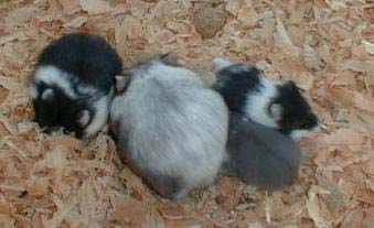 Silvering Black Mottled with Young